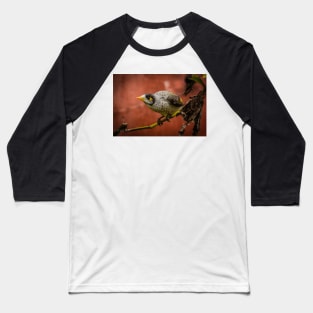 Noisy Miner (Manorina melanocephala) Baseball T-Shirt